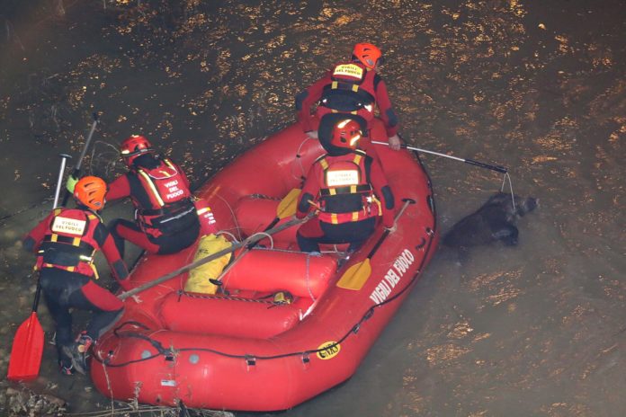 CINGHIALE FIUME CALORE 3