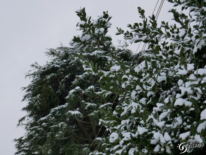 NEVE GENNAIO 2019 (3)