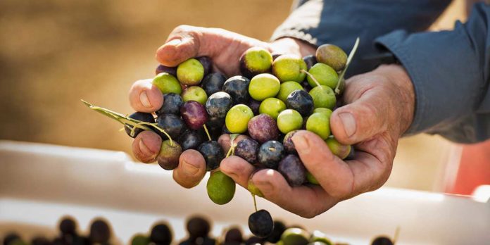 olive produttore