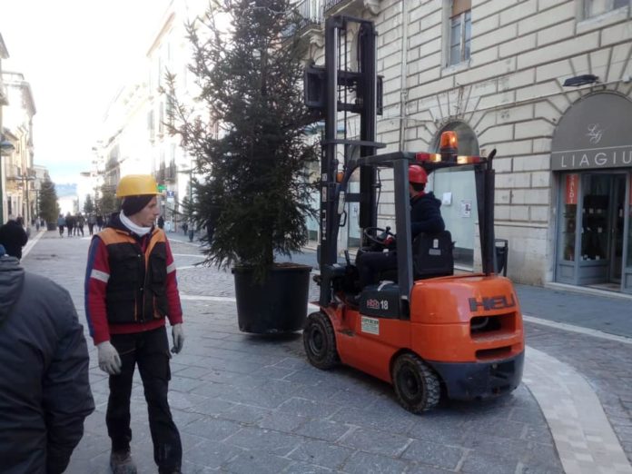 rimozione abeti