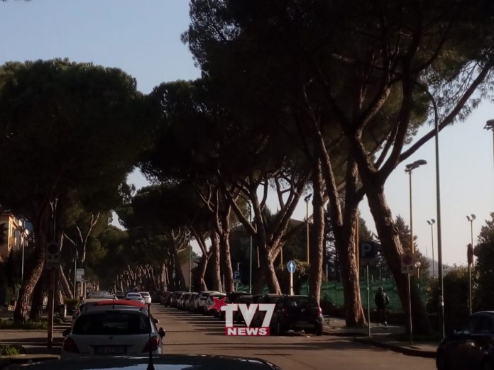 ALBERI CONTROLLO VIALE ATLANTICI 19-2-19 (14)