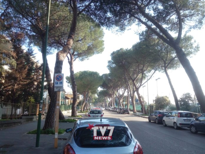ALBERI CONTROLLO VIALE ATLANTICI 19-2-19 (17)