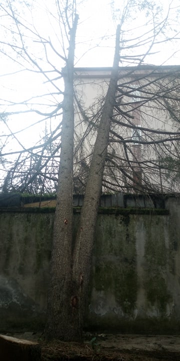 TV7 SOS ALBERO RIONE LIBERTA' 4
