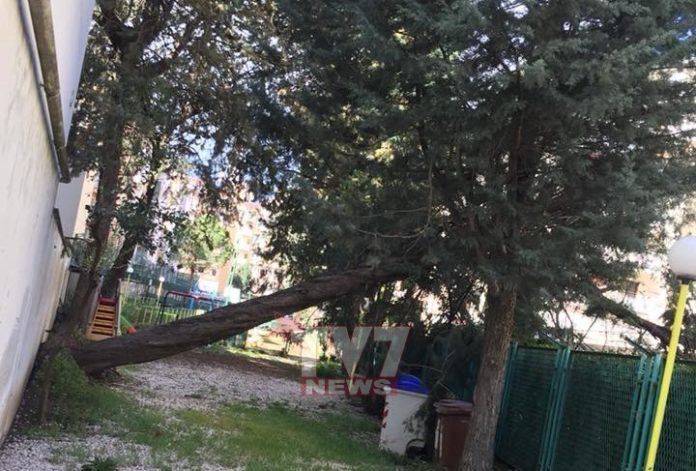 alberi caduti 2
