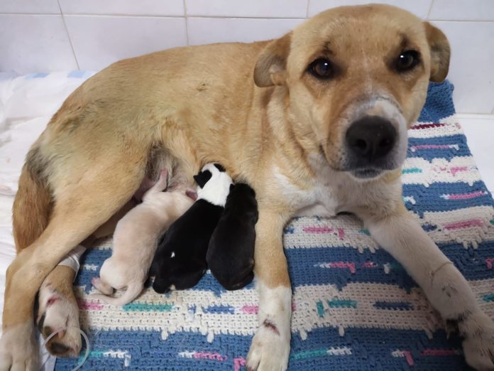 Cane legato e cuccioli