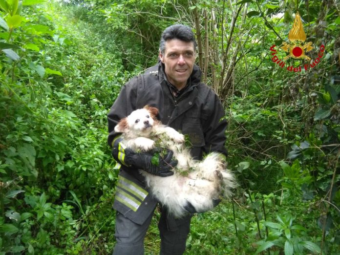 VIGILI DEL FUOCO SALVANO CANE