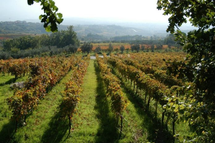 vigneti