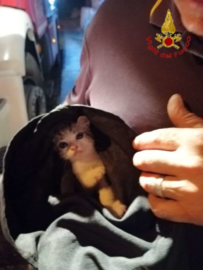 Vigili del fuoco gattino