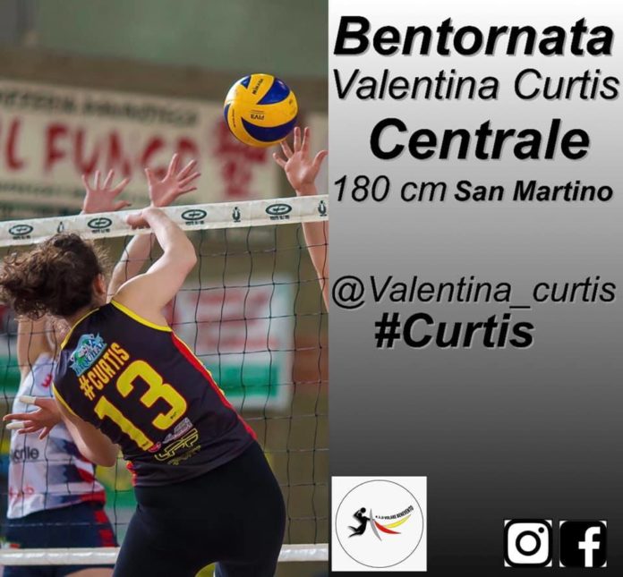 Volare Curtis