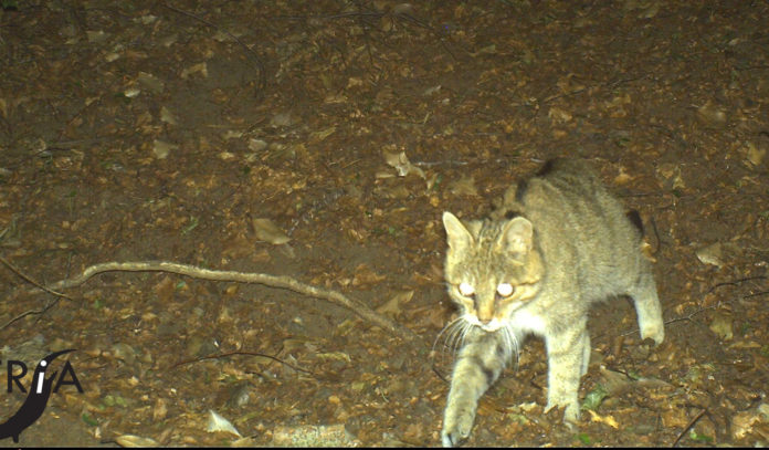 Gatto selvatico 2
