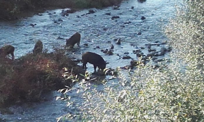CINGHIALI FIUME SABATO (15)