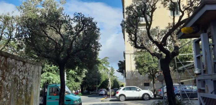 VIALE DEGLI ATLANTICI POTATURA ALBERI (1)