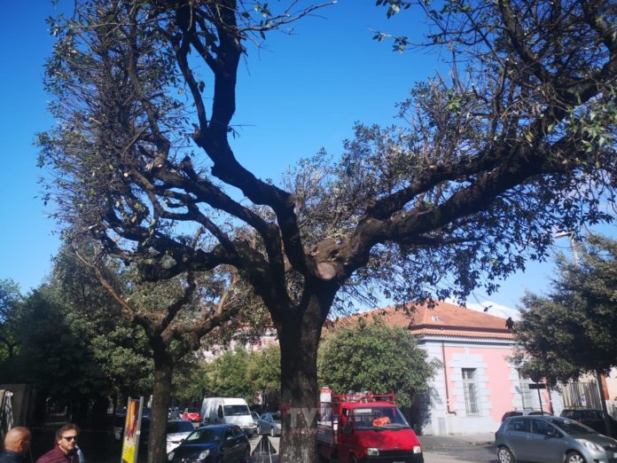 VIALE DEGLI ATLANTICI POTATURA ALBERI (3)