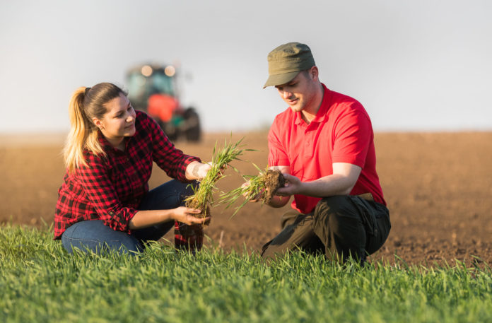 Young farmers examing planted wheat fields