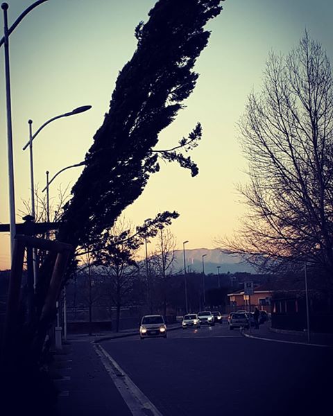 Albero pericolante via Grimoaldo Re