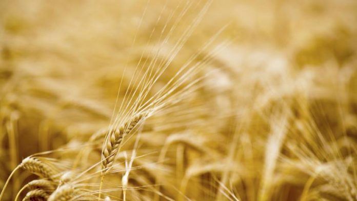 GRANO