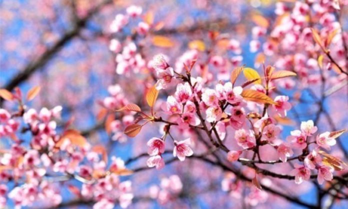 PRIMAVERA