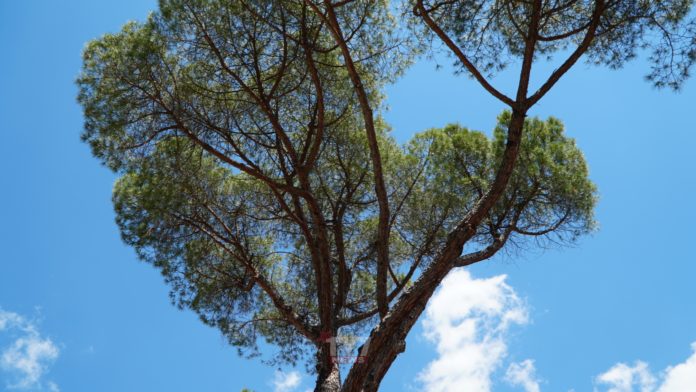ALBERI VIALE DEGLI ATLANTICI 20-6-20 (4)