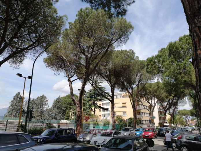 ALBERI VIALE DEGLI ATLANTICI DE JAPINIS-SGHERZI 4-6-20 (1)