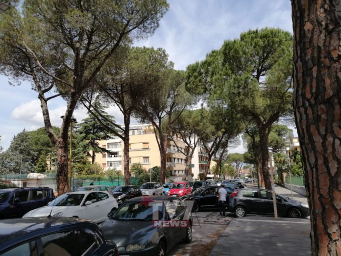 ALBERI VIALE DEGLI ATLANTICI DE JAPINIS-SGHERZI 4-6-20 (6)