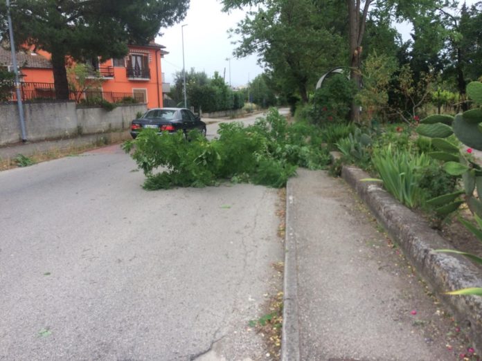 Albero Pezzapiana