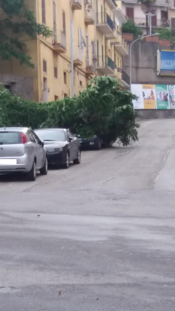 Albero via delle Puglie