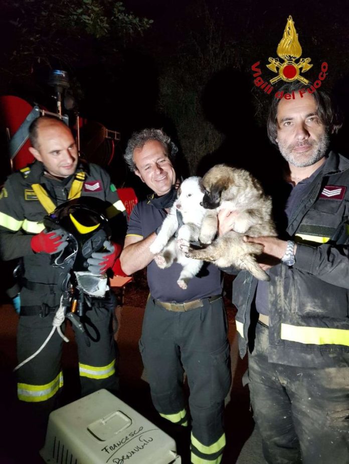 Vigili del fuoco cane