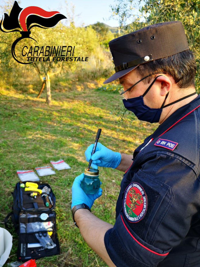 Carabinieri forestali