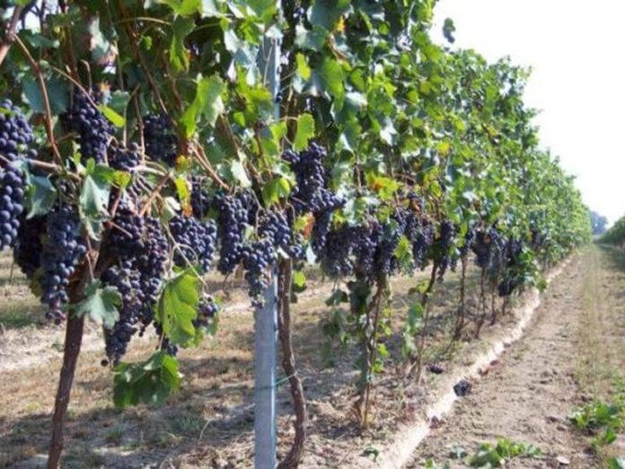 VIGNETI