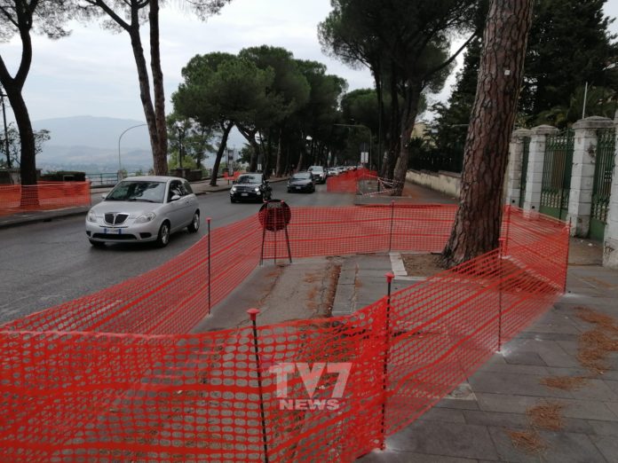 ALBERI VIALE DEGLI ATLANTICI 3