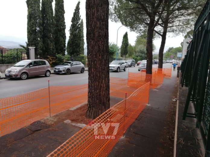 ALBERI VIALE DEGLI ATLANTICI 7