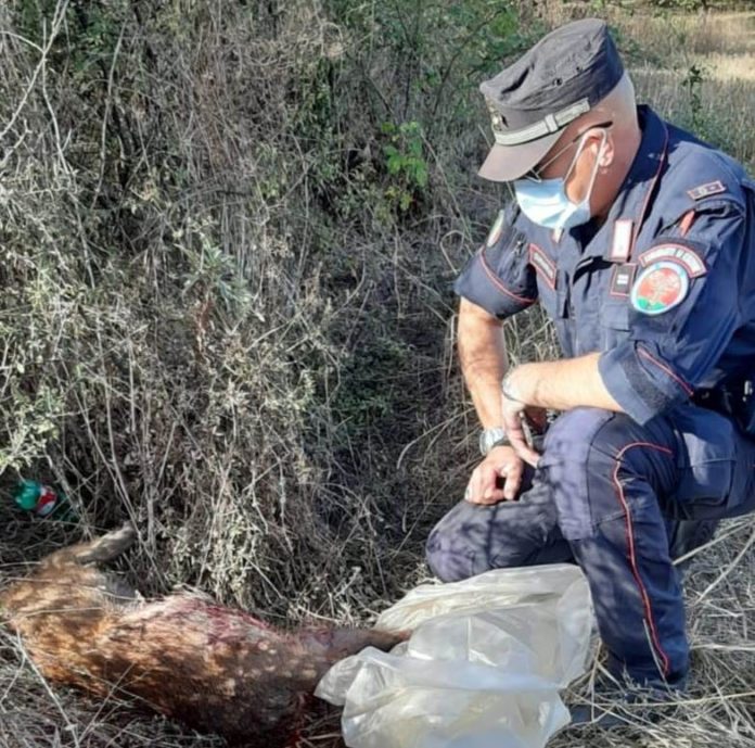 Cinghiale morto