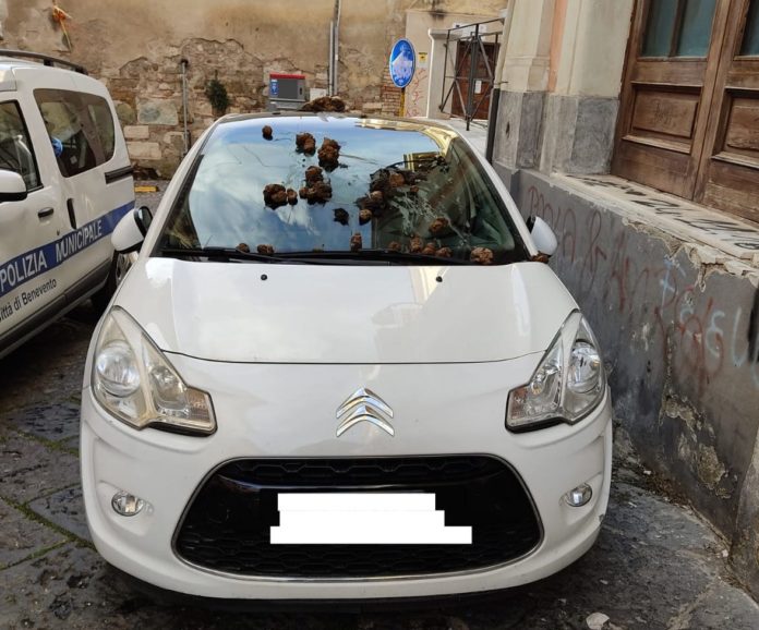 Auto con sterco