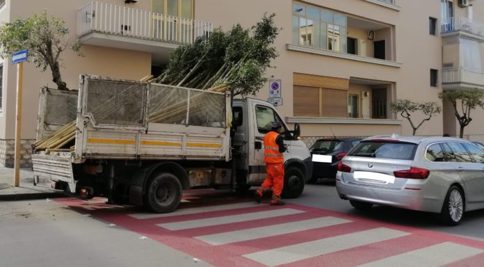 Alberi Viale mellusi