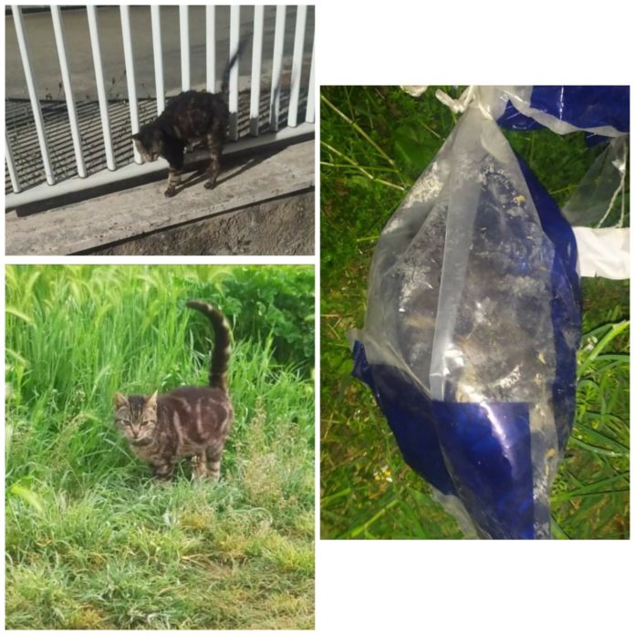 Gatto