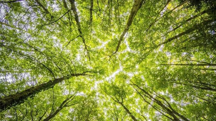 alberi.jpg?f=detail_558&h=720&w=1280&$p$f$h$w=742da55
