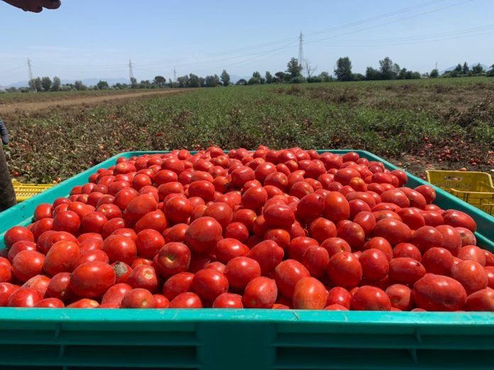 POMODORI NEI CAMPI