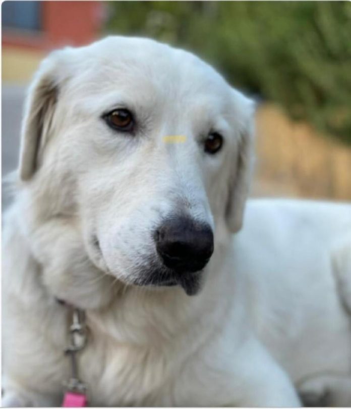 Cane Bianca