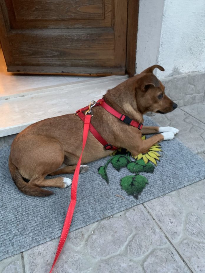 Cane