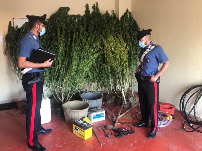 foro sequestro marijuana