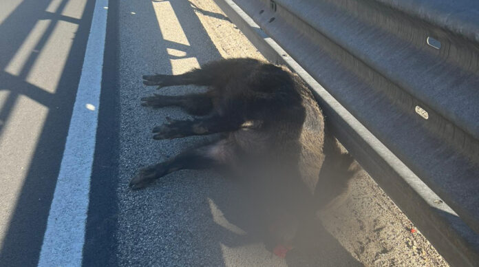 CINGHIALE MORTO 3