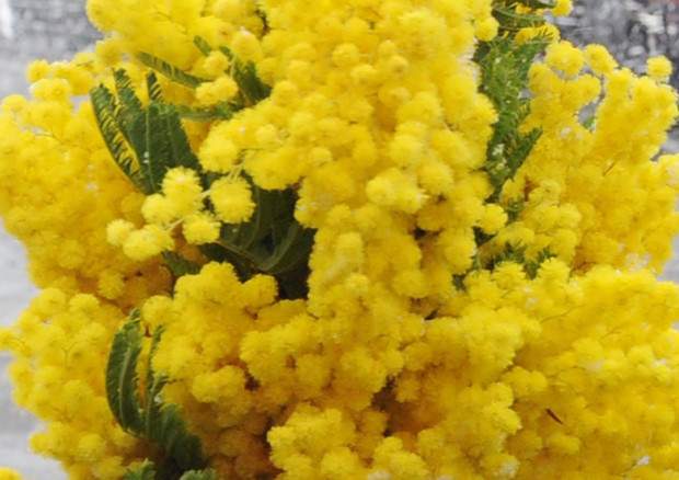 Mimose