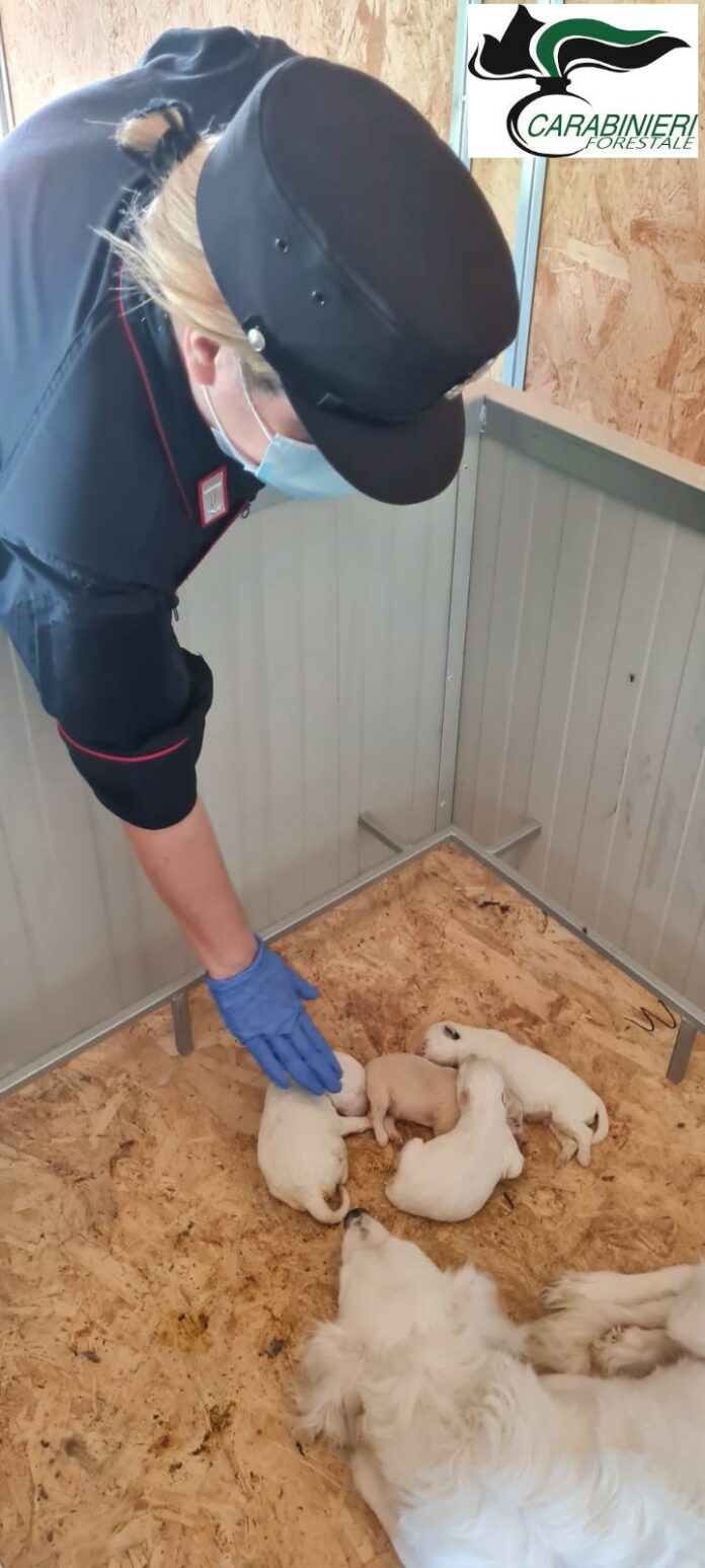 Cani e cuccioli