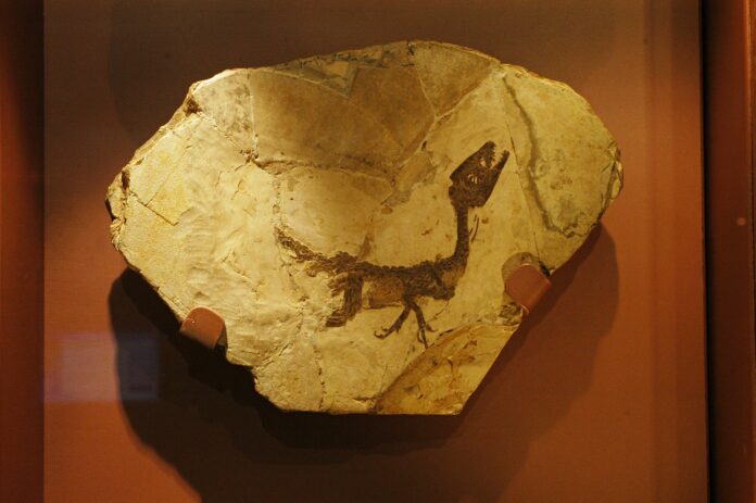 paleogeolab2 CIRO