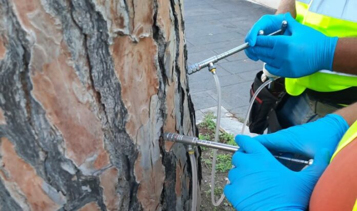 VIALE DEGLI ATLANTICI PINI INIZIO LAVORI 1