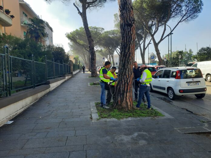 VIALE DEGLI ATLANTICI PINI INIZIO LAVORI 5