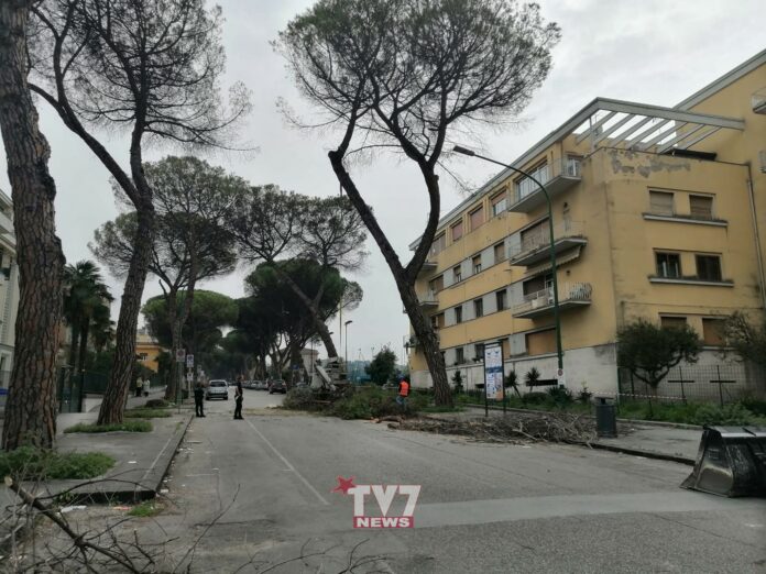 VIALE DEGLI ATLANTICI TAGLIO ALBERI 8