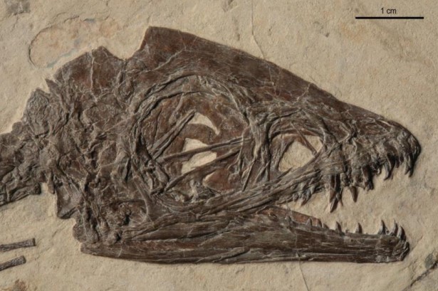 ciro dinosauro 1