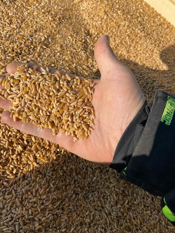 grano 1