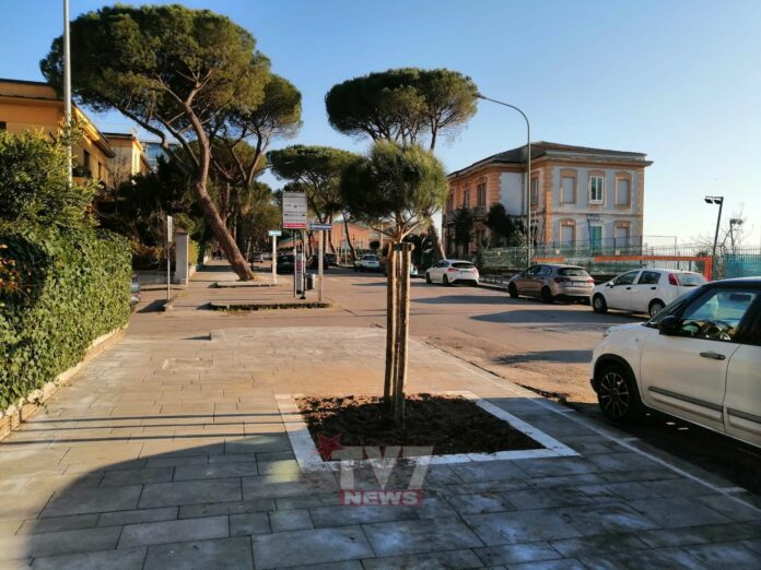 ALBERI 11